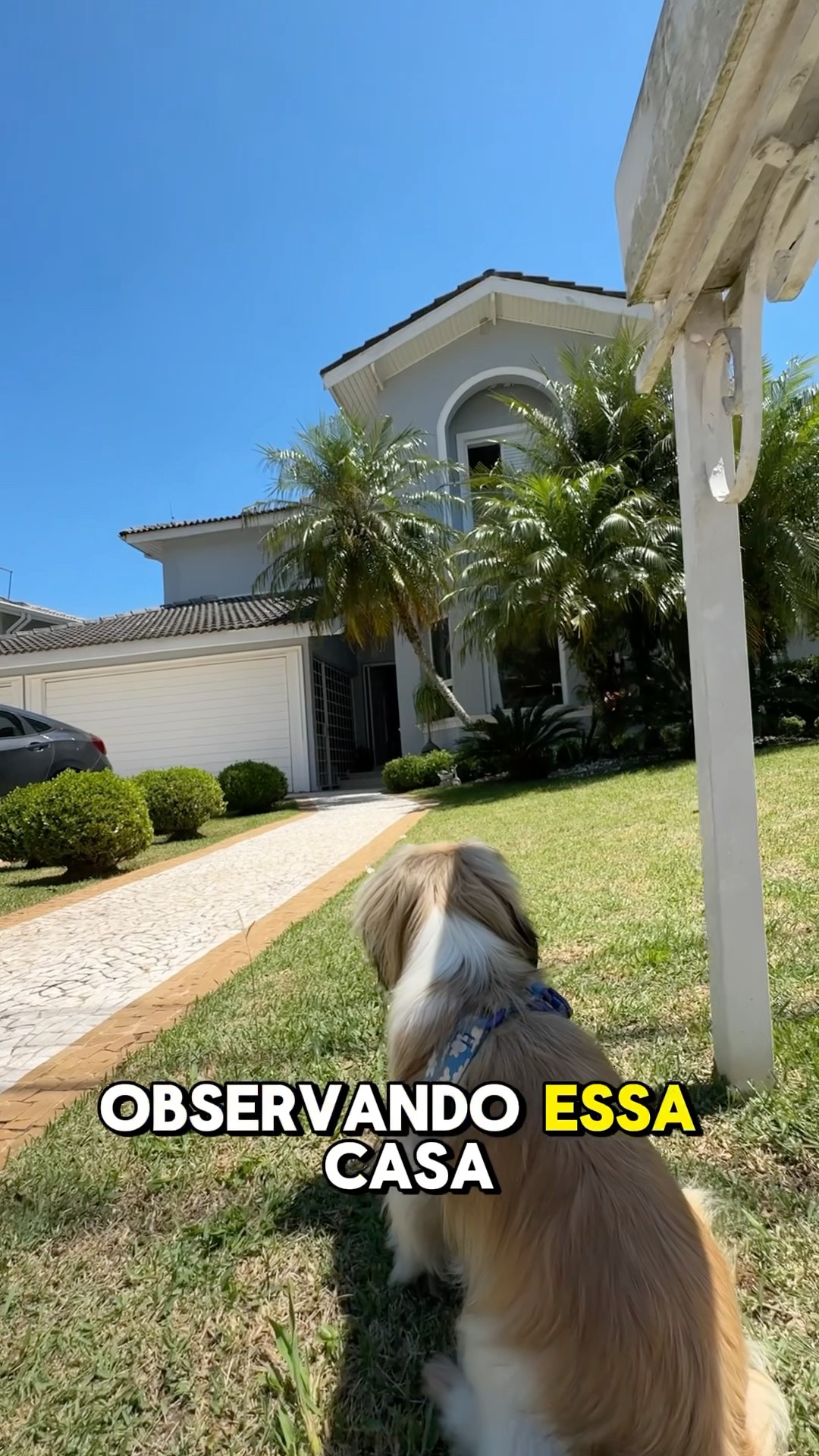 O Budy tá apaixonado